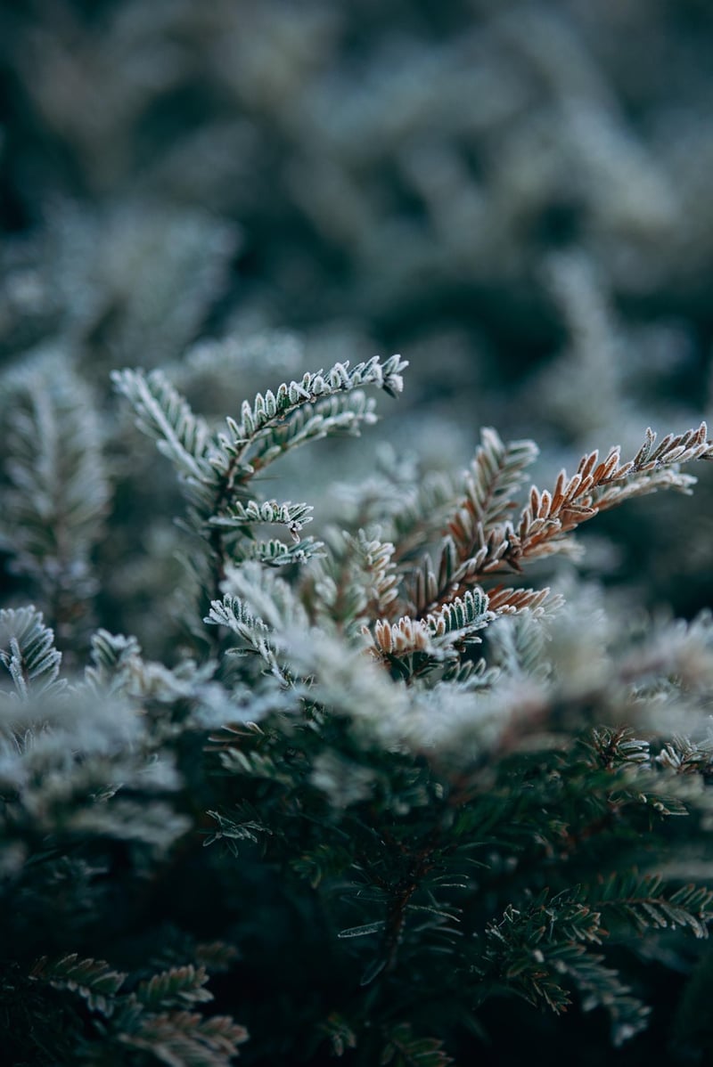 Winter Greens